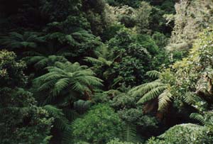 Image of pureora02towerview2q.jpg