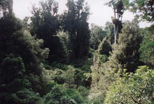 Image of pureora02towerviewq.jpg