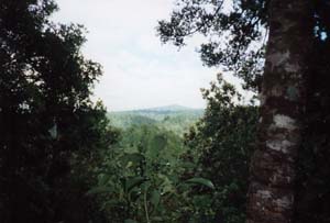 Image of pureora02viewofpureoraq.jpg