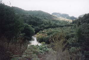 Image of pureora02waihaha3q.jpg