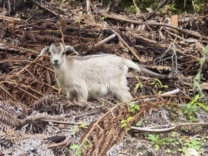 Image of pureoratimbertrail21j.jpg