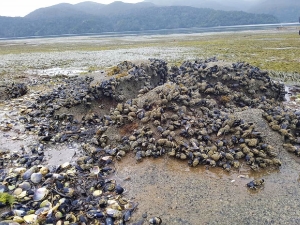 Image of rakiurajan18c.jpg