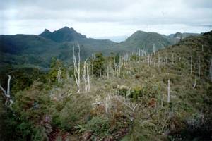 Image of rangihau02plateau.jpg