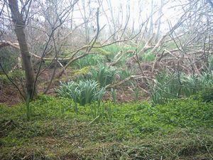 Image of rangiririsept2003bog.jpg