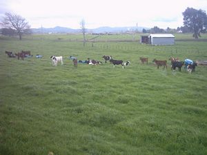 Image of rangiririsept2003calveslunch.jpg