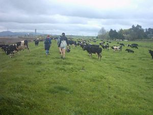 Image of rangiririsept2003cowsgalore.jpg