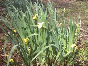 Image of rangiririsept2003irises.jpg
