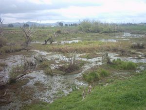 Image of rangiririsept2003wetland.jpg