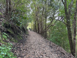 Image of rangitotoaug26c.jpg