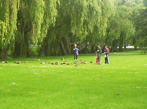 Image of remueranov05feedingbirds.jpg