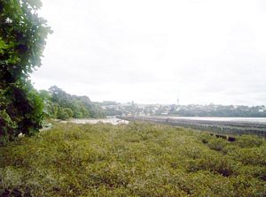 Image of remueranov05pipeline4.jpg