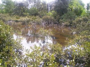 Image of remueranov05waiakwramoa2.jpg