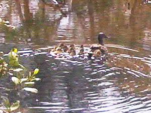 Image of remueranov05waiakwramoaducks.jpg