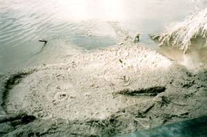 Image of rotorua03mudpool.jpg