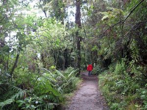 Image of rotorua09iftrack.jpg