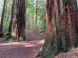 Image of rotoruaaug21r.jpg