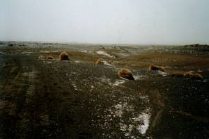 Image of ruapehu022aftersnowstorm2.jpg