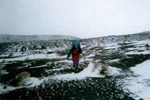 Image of ruapehu02snowtussock.jpg