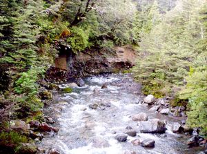 Image of ruapehueasy05satbushbackfromfalls2.jpg