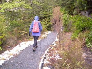 Image of ruapehueasy05satsnowinbush.jpg