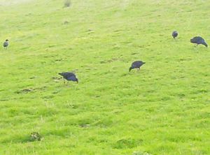 Image of shakespearmay06aspukekos.jpg