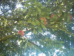 Image of shakespearoct2003pohutukawainflower.jpg