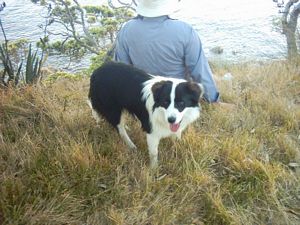 Image of slipperisland04dog.jpg