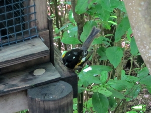 Image of stitchbirdtiri13.jpg