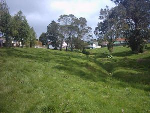 Image of swansonoct2003hamblynreserve.jpg
