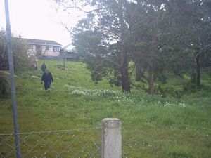 Image of swansonoct2003hamblynreserve2.jpg