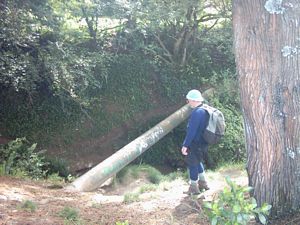 Image of swansonoct2003waimokostream.jpg