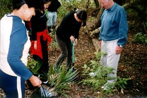 Image of tahuna02treeplanting.jpg