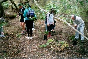 Image of tahuna02treeplanting2.jpg
