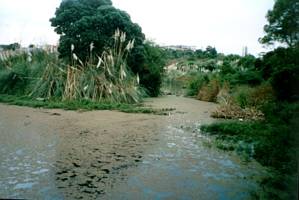 Image of tahuna02wetland.jpg