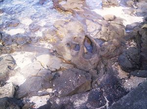 Image of takaford05fossilforest.jpg