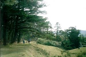 Image of tamahunga02topofgrunt.jpg