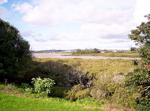 Image of tamakiriverapr06icoastalreserve.jpg