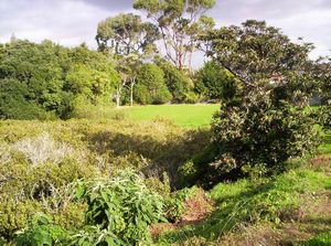 Image of tamakiriverapr06jcoastalreserve.jpg