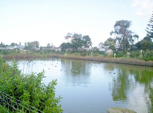 Image of tamakiriverapr06pond.jpg