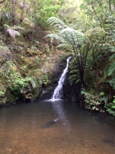 Image of tanekahafeb16h.jpg