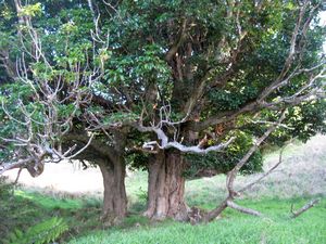 Image of tapapakanga09eetrees.jpg