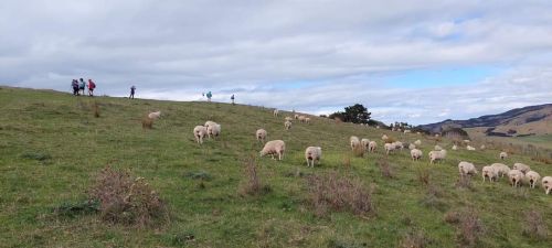 Image of tapapakangaapr22d.jpg