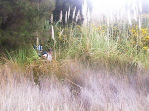 Image of taporaabtc05bashtocoast.jpg