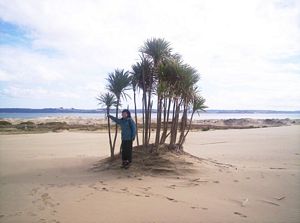 Image of taporaabtc05ridgetrees.jpg