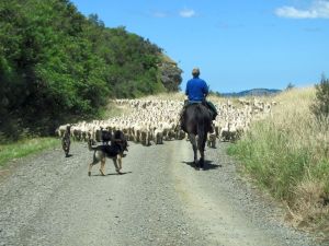 Image of taupo12i.jpg