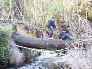 Image of taupojul06b.jpg