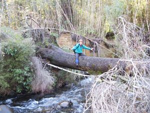 Image of taupojul06c.jpg