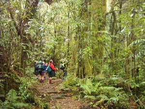 Image of tauranga04otanewainukutrack2.jpg