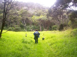 Image of tawharanui05glade.jpg