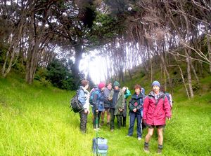 Image of tawharanui05glade2.jpg